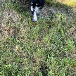 Miniature Schnauzer Puppies from Chantel's Miniature Schnauzers