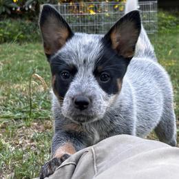 Cookie - Blue speckled female Australian Cattle Dog puppy in Red Bluff, California from Route 99 Heelers