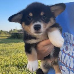 Miranda - Black and tan female American Corgi puppy in Payson, Illinois from Creek Farm Corgis