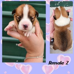 Female 2 - Red female Pembroke Welsh Corgi puppy in Unicoi, Tennessee from Unaka Mountain Corgis
