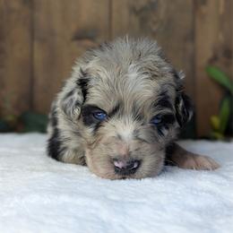 Blue collar - Blue merle male Australian Shepherd puppy in Coulee City, Washington from Mr and Mrs Doodle Farm