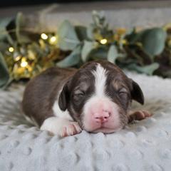Orion - White and gold male Bordoodle puppy in Ashland, Ohio from Cherry Blossom Doodles