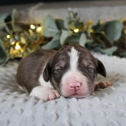 Orion - White and gold male Bordoodle puppy in Ashland, Ohio from Cherry Blossom Doodles