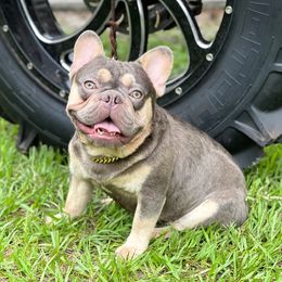 Hef - French Bulldog