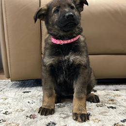 Girl 1 - female German Shepherd puppy in Willington, Connecticut from Wertvoll German Shepherds