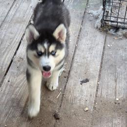 Boy 2 - Black and white male Siberian Husky puppy in Elgin, Texas from Hudson Husky