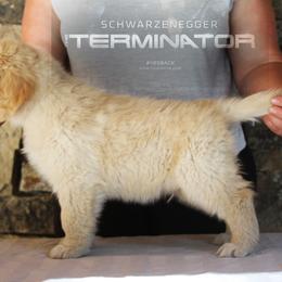Golden Retriever Puppies from DoubleTake Goldens
