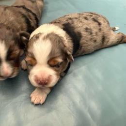 Penny - Blue merle female Miniature Australian Shepherd puppy in Marion, Michigan from Highland Hills Mini Aussies