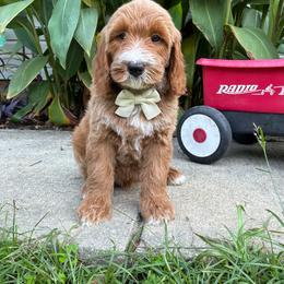 Maverick Cole - Red  male Goldendoodle puppy in Valdosta, Georgia from Designer Doodles of South GA