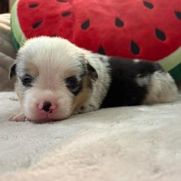 Bo - Blue merle and white male American Corgi puppy in Decatur, Texas from Bar S Corgis