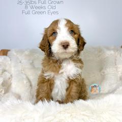 Scott - Red male Double Doodle puppy in Southwest Ranches, Florida from Dandy Doodle Ranch