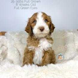 Scott - Red male Double Doodle puppy in Southwest Ranches, Florida from Dandy Doodle Ranch