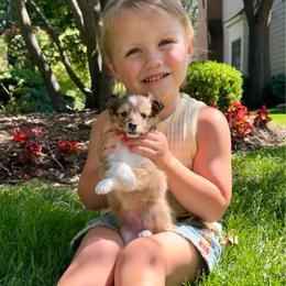 FLOWER - Sable & white female Toy Shetland Sheepdog puppy in Livonia, Michigan from M7’s Shelties, Toonies & AussieDoodles
