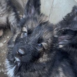 Girl 3 - Gray sable female Shiloh Shepherd puppy in Newton, New Hampshire from Smokeshow Shilohs and Shepherds