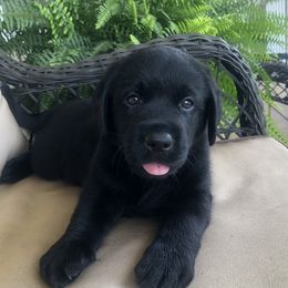 Labrador Retriever Puppies from Still Creek Labradors