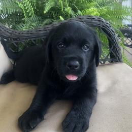 Labrador Retriever Puppies from Still Creek Labradors