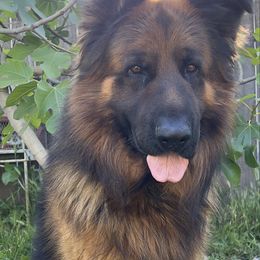 Tobi - Black and red German Shepherd puppy in Sacramento, California from Von Blackwolf German Shepherds