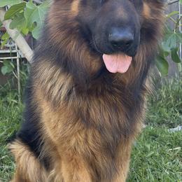 Tobi - Black and red German Shepherd puppy in Sacramento, California from Von Blackwolf German Shepherds