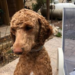 June - Poodle