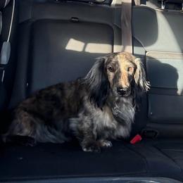 Shadow - Dachshund