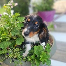 Monarch - Black and tan male Dachshund puppy in Arthur, Illinois from Dachs and Poms