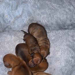Apollo - Red male Dachshund puppy in Auxvasse, Missouri from Above Par Kennels