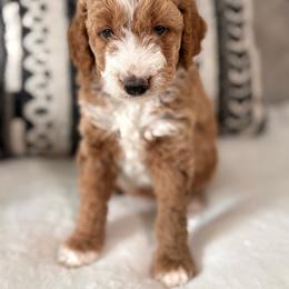 Evie - Brown and white female Bernedoodle puppy in Jacksonville, Florida from Star of the Sea Doodles