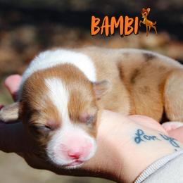 Bambi - Red merle and white male American Corgi puppy in Star City, Arkansas from T4 Farms