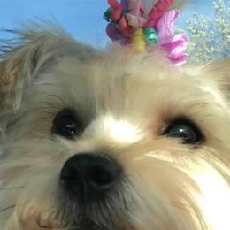 BB - Yorkipoo