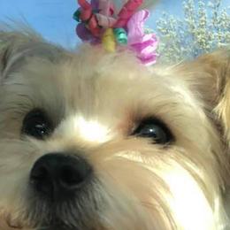 BB - Yorkipoo