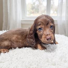 Charlie European lines first in picture - Chocolate and tan male Dachshund puppy in Richmond, Virginia from Irresistible Dachshunds & Cavaliers