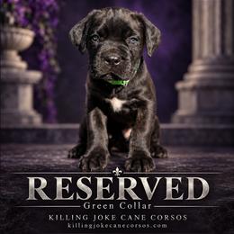 Lucius (Green Collar) - Black male Cane Corso puppy in Stilwell, Oklahoma from Killing Joke Kennels