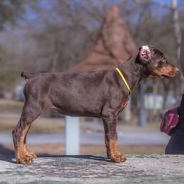 Doberman Pinscher and Labrador Retriever Puppies from GFDutton Retrievers & Dalla Grazia Dobermans