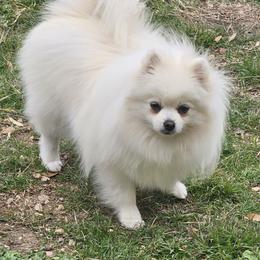 Zena - Pomeranian