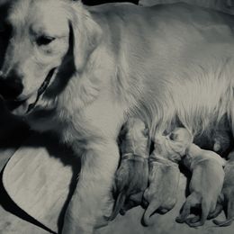 Cavalier King Charles Spaniel and Golden Retriever Puppies from Country Goldens and Mountain Top Cavaliers