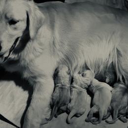 Cavalier King Charles Spaniel and Golden Retriever Puppies from Country Goldens and Mountain Top Cavaliers