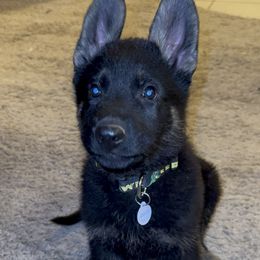 Rex - Black and tan German Shepherd puppy in Encampment, Wyoming from Buckelwürmer German Shepherds