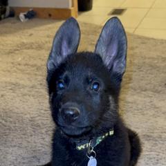 Rex - Black and tan German Shepherd puppy in Encampment, Wyoming from Buckelwürmer German Shepherds
