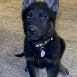 Rex - Black and tan German Shepherd puppy in Encampment, Wyoming from Buckelwürmer German Shepherds