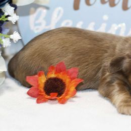 Ladin - Cream male Dachshund puppy in Bellville, Ohio from JK Mini Doxies