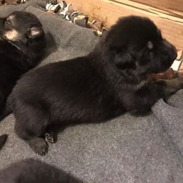 German Shepherd Puppies from Hacker Haus GSDs