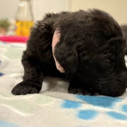 Goldendoodle and Poodle Puppies from Southern Stroll Poodles & Doodles