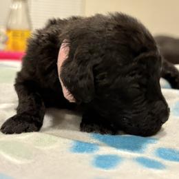 Goldendoodle and Poodle Puppies from Southern Stroll Poodles & Doodles