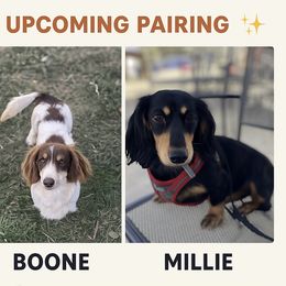 Dachshund puppies from Bear Feet Dachshunds