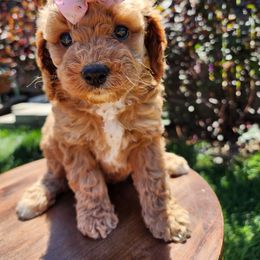 Maple - Red female Cavapoo puppy in Roseville, California from Heavenly Goldendoodles