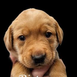 Bistro - Yellow male Labrador Retriever puppy in Sidney, Nebraska from Nebraska Strong Labradors