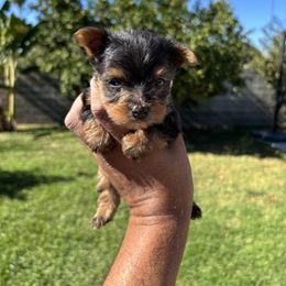 Male 2 - Blue and gold male Yorkshire Terrier puppy in Pomona, California from Carbajal Yorkshire Terriers