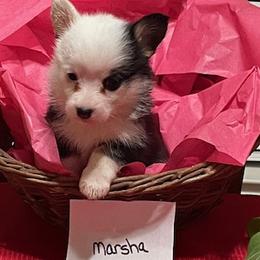 Marsha - Pembroke Welsh Corgi puppy from Texas Corgis