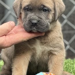 Girl 5 - Gray and fawn female Cane Corso puppy in Pollock Pines, California from Capitol City Cane Corso