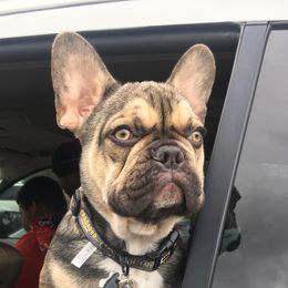 Judah - French Bulldog